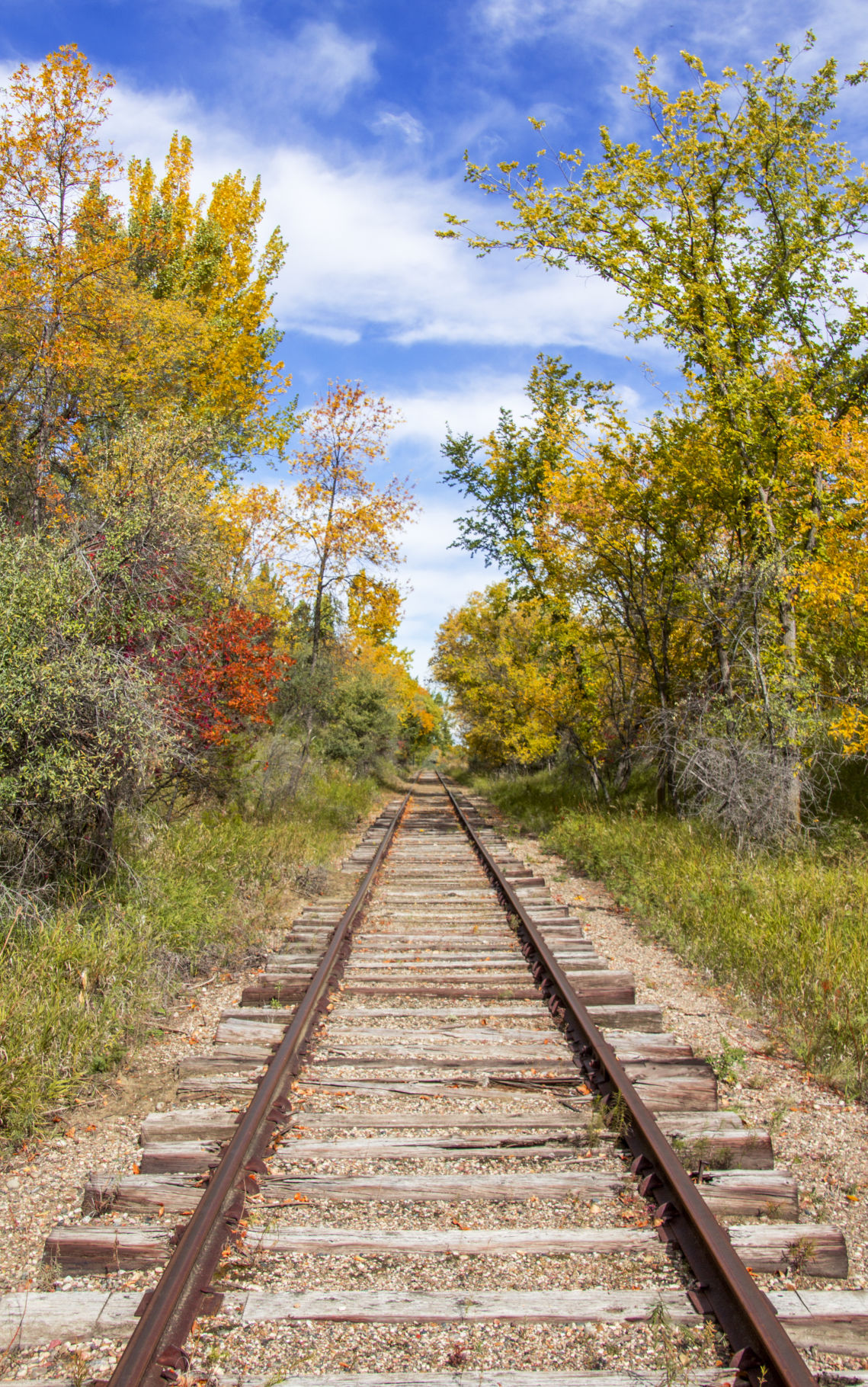 BEAUTY ALONG THE TRACKS